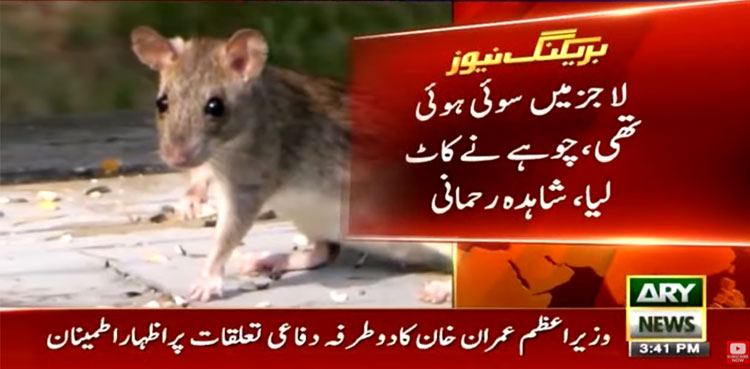 Rat bites PPP lawmaker at Parliament Lodges
