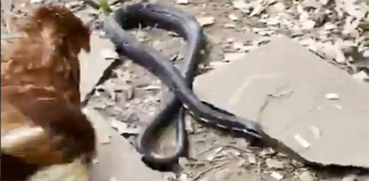 WATCH: Chicken fights off snake to protect children