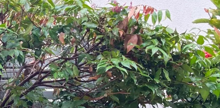 Can you spot the snake hidden in the bushes in this garden?