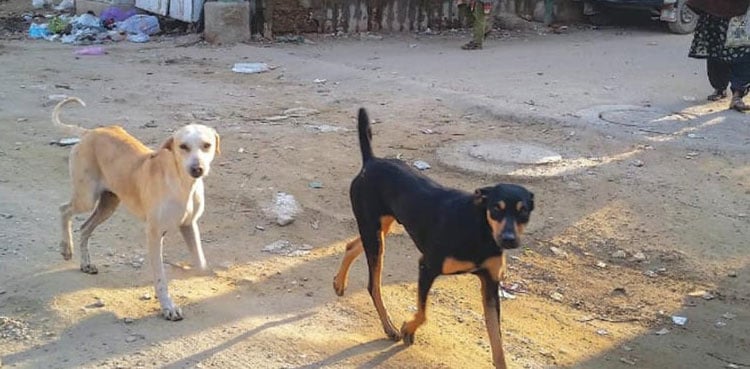 Stray dog bites three children in Karachi's Quaidabad