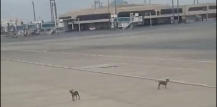 Video: Stray dogs spotted at Karachi airport runway shot dead
