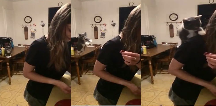 Cat that flies! Video of kitten’s long jump goes viral