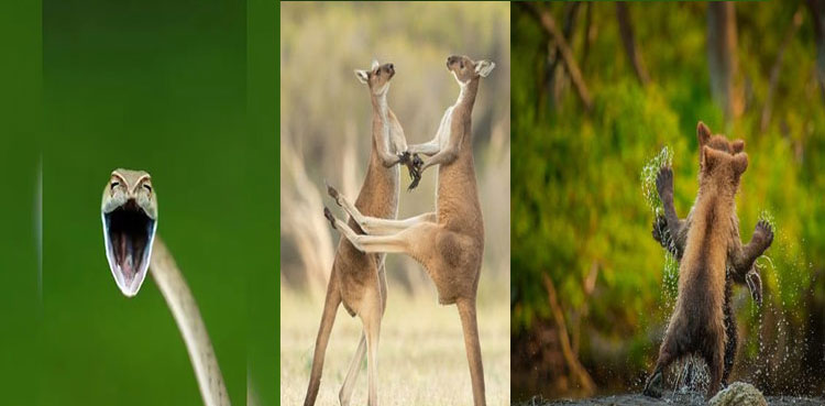 Comedy Wildlife Photo Awards: Laughing snake, strutting penguins other finalists from this year