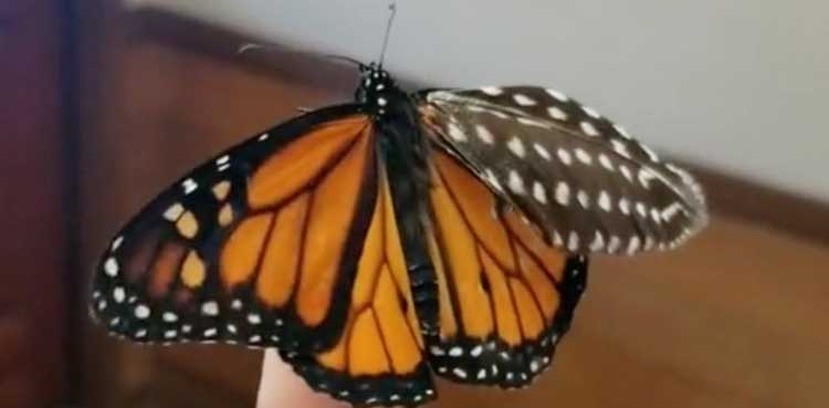 Woman treats butterfly with feather, now calls it 'bionic'