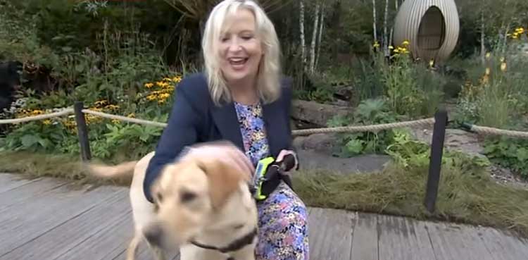 Dog takes down journalist live on air, video goes viral