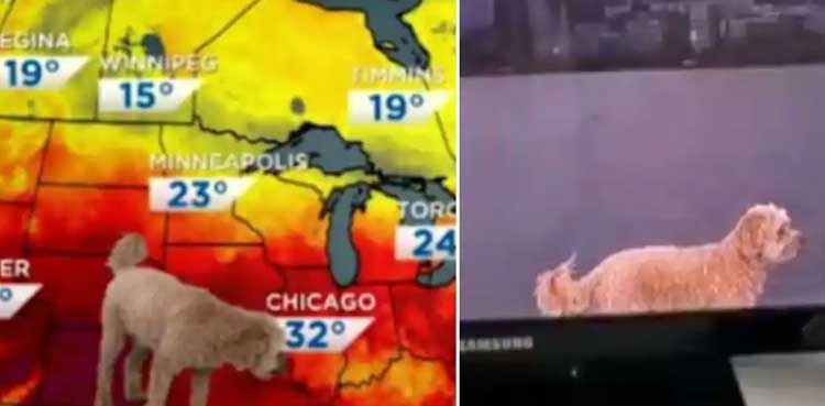 WATCH: Cute dog Storm hits live weather news telecast