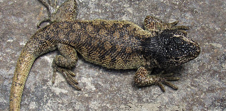 New lizard species discovered!