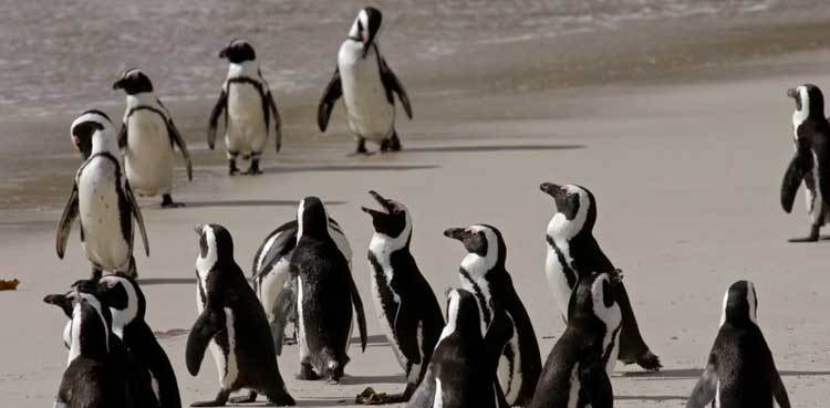 Bees kill dozens of endangered penguins in South Africa
