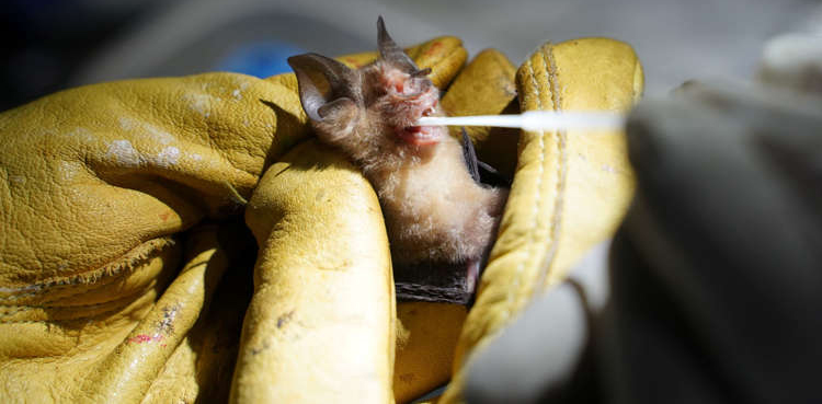 Bat researchers on mission to track origin of COVID-19