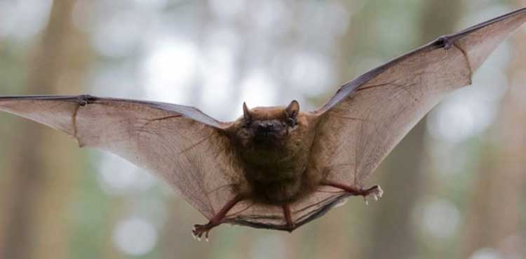 US man woke up with bat on his neck, here's what happened