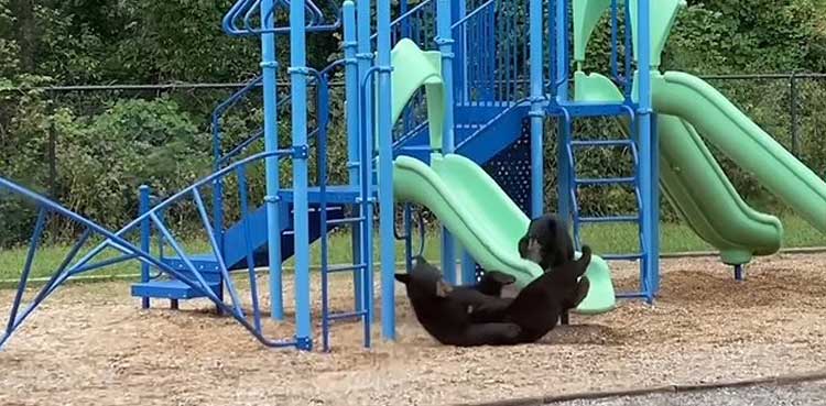 Mama Bear teaches her cub how to ride a slide in viral video