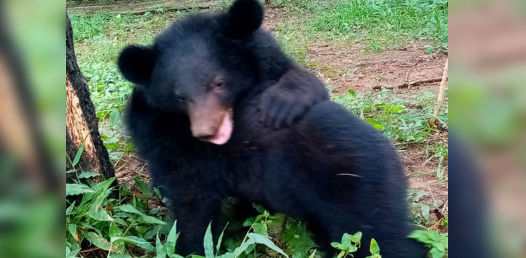 'Bear baiting, bear dancing': Gujranwala man's plea seeking possession of 'Baloo' dismissed