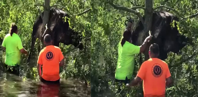 VIDEO: Workers rescue cow stuck between tree branches