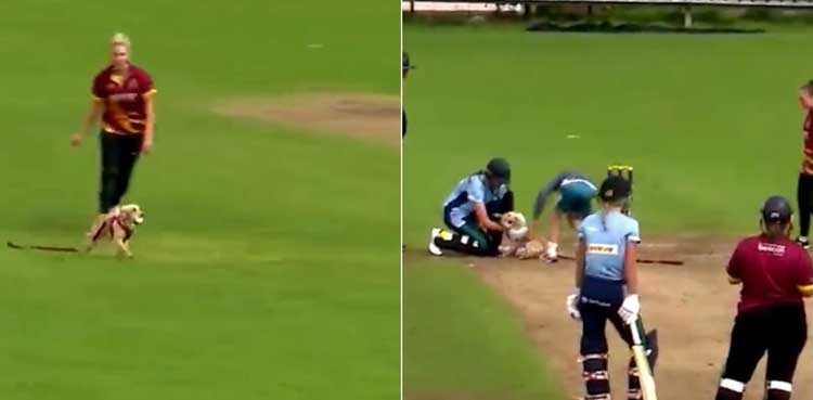 WATCH: Dog invades pitch, runs away with ball during cricket match