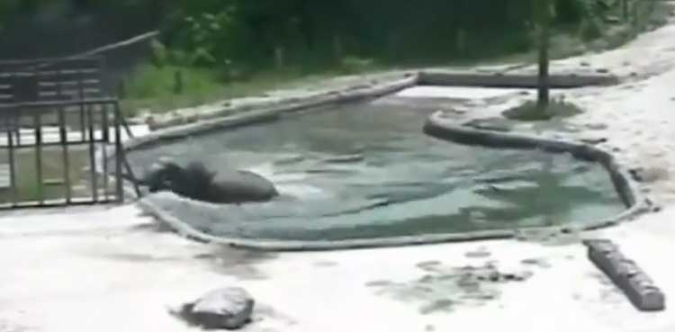 WATCH: Elephants save calf from drowning