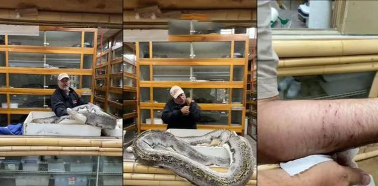 WATCH: 20-feet-long giant python bites zookeeper