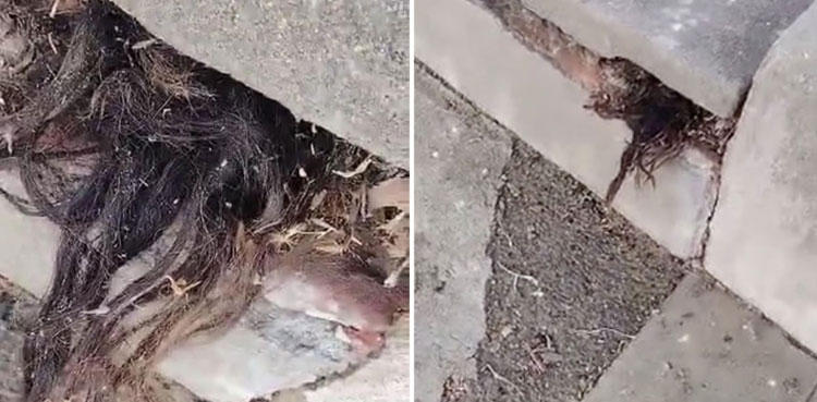 Trigger warning: Man spots 'human hair' poking out of 100-year-old grave