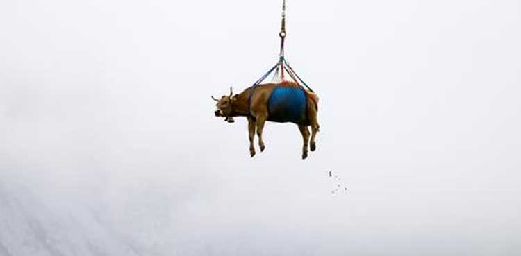 Viral Video: Injured Swiss cows get helicopter ride to safety
