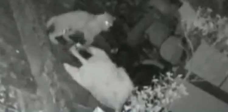 VIDEO: Elderly woman fights off leopard attack