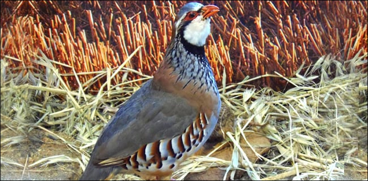 Punjab Wildlife officials arrest U-tuber over birds' illegal sale