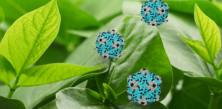 How a plant virus could help stop cancers from reaching the lungs