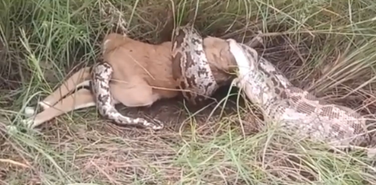 Giant python swallows deer; terrifying video goes viral