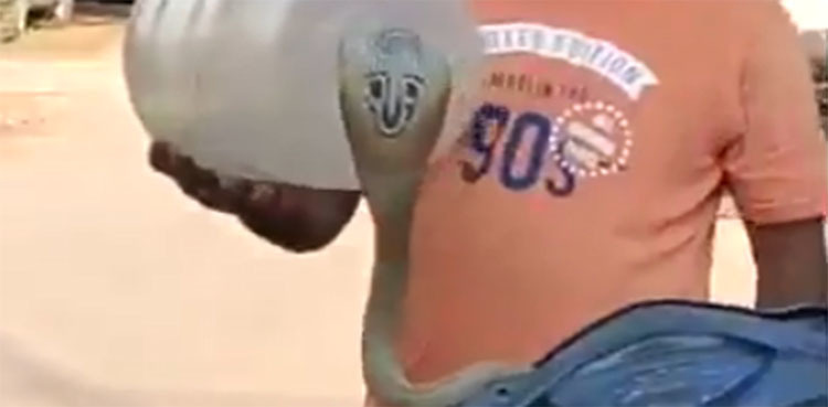 WATCH: Man's unusual, dangerous snake-catching method goes viral