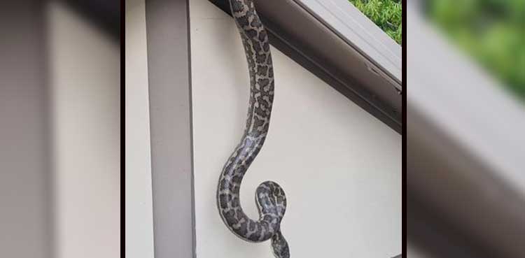 Python breaks through the roof of snake-proof house