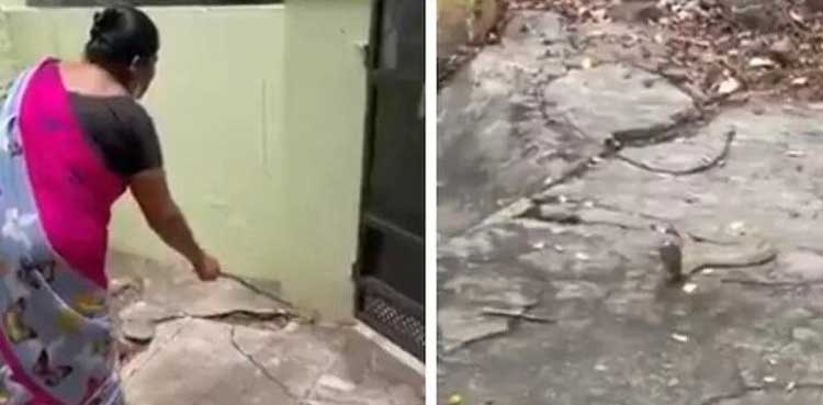 WATCH: Snake accepts woman's request to leave her home