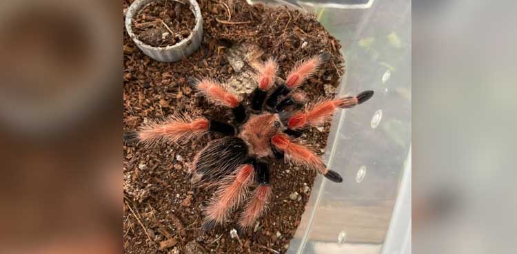 Tenant kept ball python, 19 tarantulas in his rented apartment