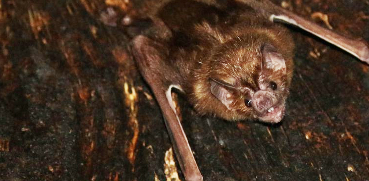 The social life of a vampire bat