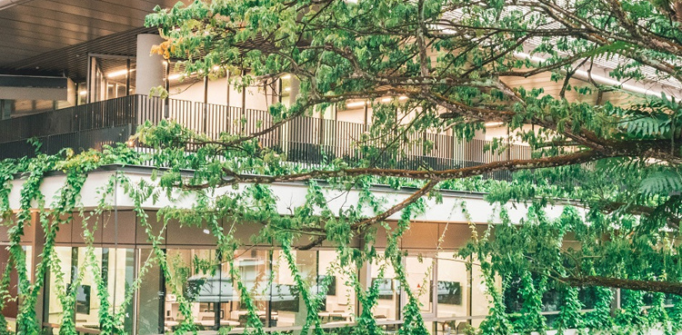 VR study finds vertical greenery useful as stress buffer