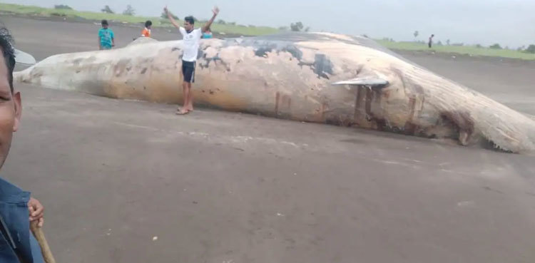 Huge whale carcass washes ashore in India's Maharashtra