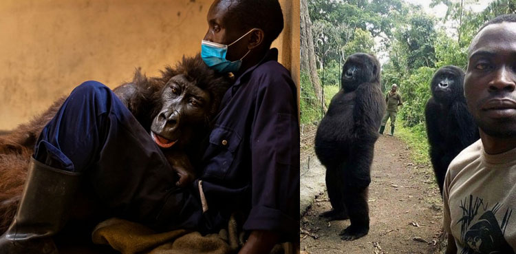 Mountain gorilla who became selfie star dies at 14