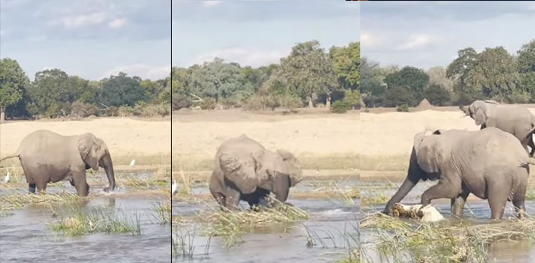 WATCH: Mother elephant kills crocodile to protect calf