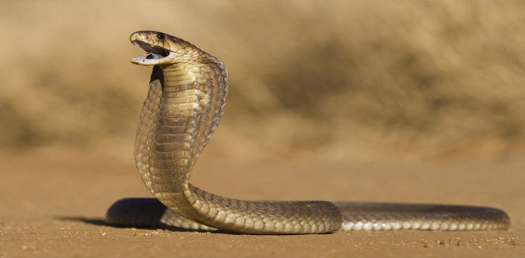 King cobra dies after biting snake catcher