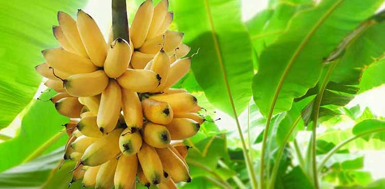 Australian man gets compensation for falling down from banana tree