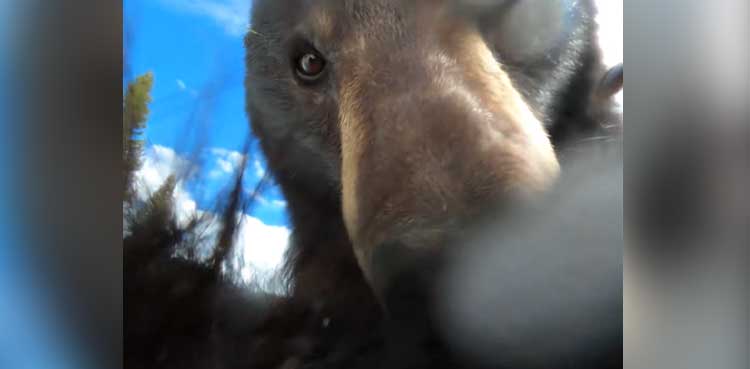 Cute bear win hearts on social media with selfies