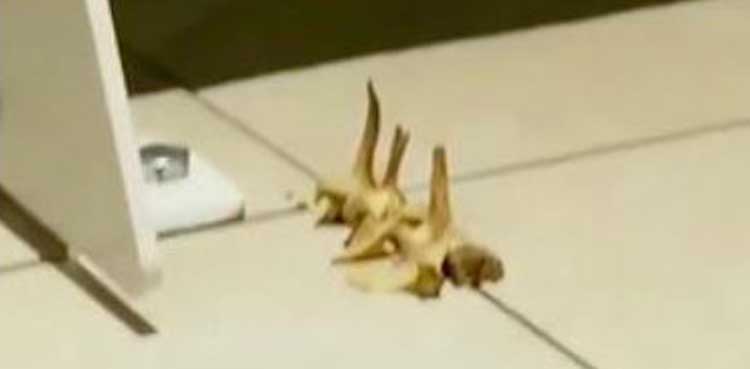 TikTok user finds bones from inside wall of his home