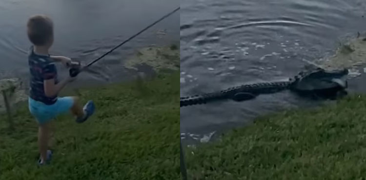 WATCH: Alligator rises out of water to snatch kid's fish and his pole