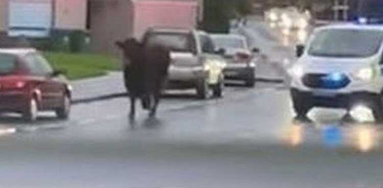 Bull escapes from slaughterhouse, goes on rampage