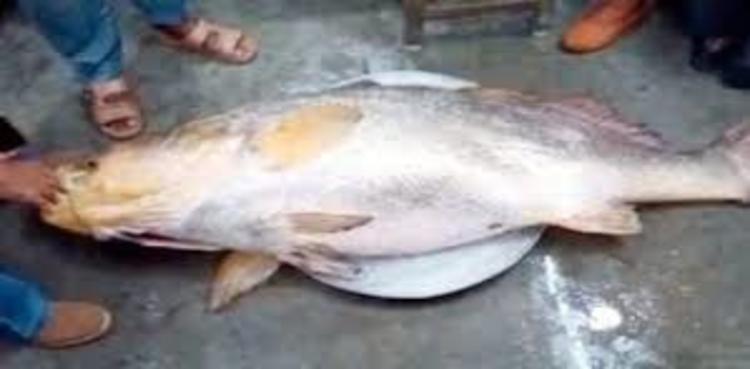 Fortunate fishermen catch 78-kilo rare fish sold for over Rs8mil