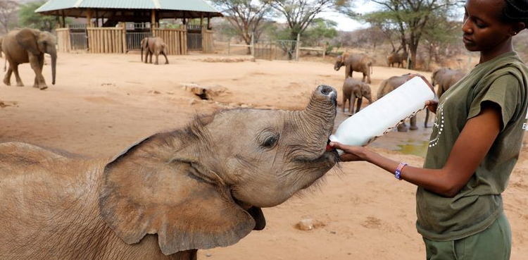 Elephant sanctuary tests goats' milk as healthier feed option