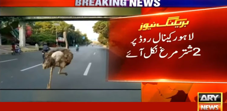 Watch: Two ostriches spotted running down a busy Lahore road