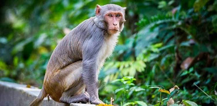 Monkey snatches millions of rupees from man traveling in rickshaw