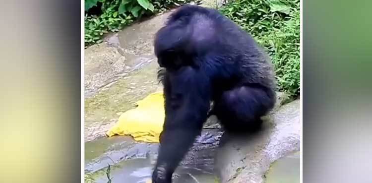 Chimpanzee washing clothes takes social media by storm
