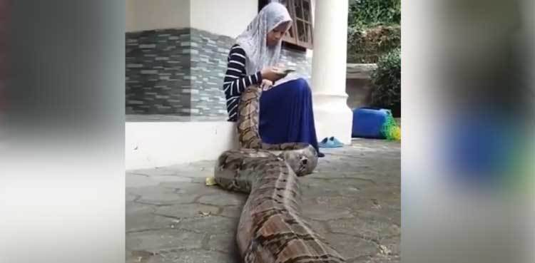 Video of woman patting giant python stuns netizens