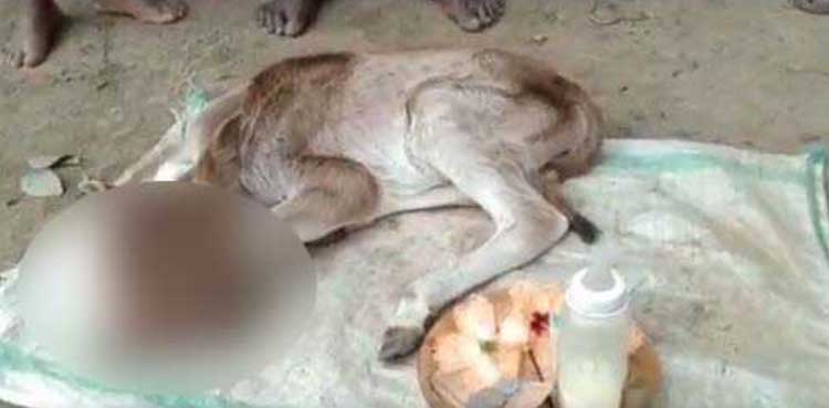 Two-headed calf with three eyes born in India, pictures go viral