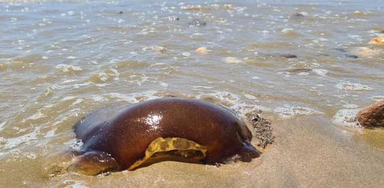 What is it?: Pictures of strange creature on beach go viral on social media