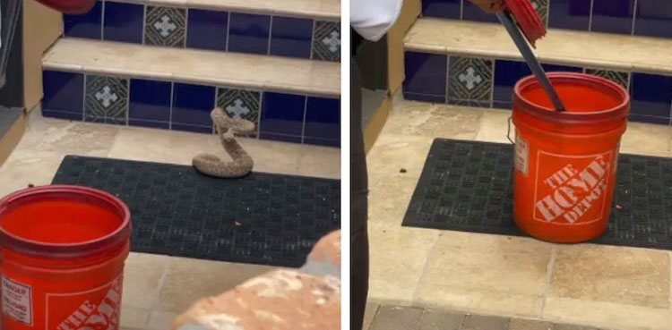 Viral video: Man captures venomous rattlesnake